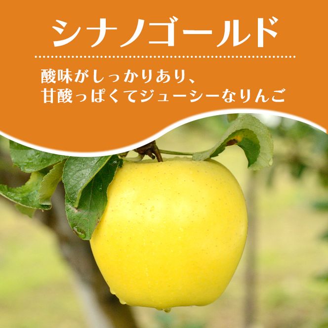 【平均糖度13度以上】4月～5月 クール便発送 家庭用 訳あり CA貯蔵 シナノゴールド 約 3kg りんご リンゴ 林檎 果物 フルーツ わけあり 青森