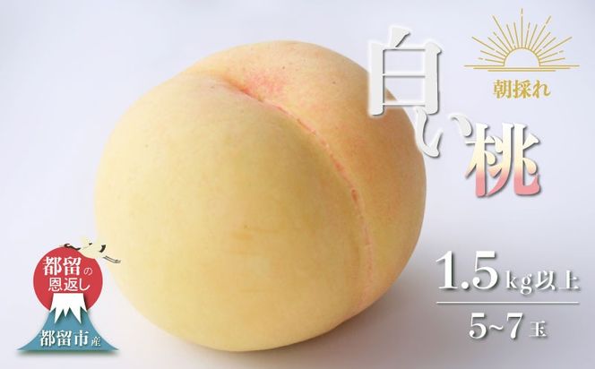 【2026年先行予約】山梨県都留市産　朝採れ「白い桃」 1.5kg以上 (５～７玉）FF011 
