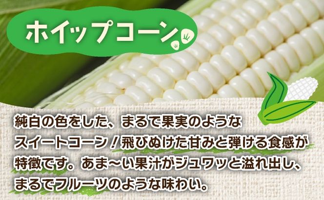 北海道産 とうもろこし ホワイト ホイップコーン 20本 Lサイズ とうきび コーン スイートコーン 先行受付 新鮮 朝採り 産地直送 国産 野菜 農作物 甘い 白い 人気 BBQ ふじいファーム  送料無料 北海道