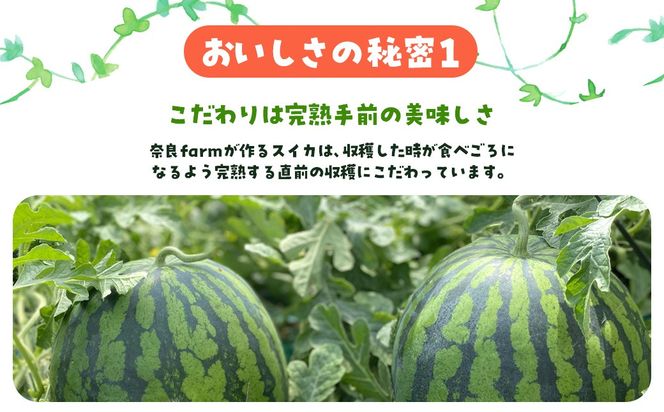 【先行予約・2027年6月下旬頃より発送】娘SUN 2玉 SMAF006