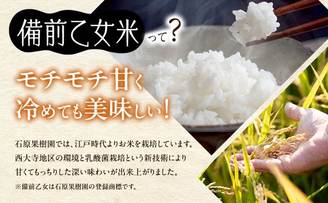 米 令和7年産 石原果樹園の備前乙女米 白米 30kg×1袋 ※11月上旬～順次発送予定 お米 精米 白米 ライス  乳酸菌栽培 岡山県 おにぎり お弁当