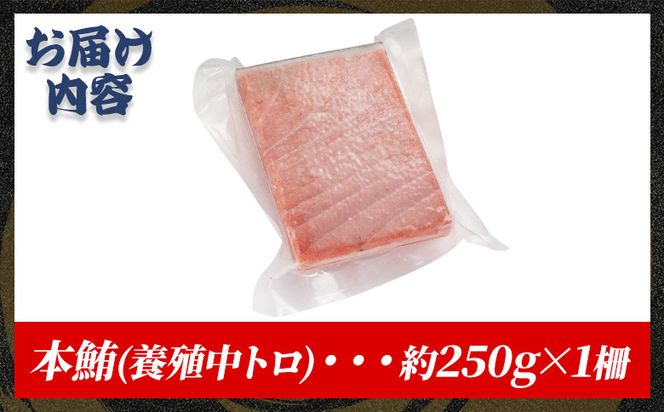 マグロ 中トロ 約250ｇ 1冊 養殖 -  鮪 まぐろ 中とろ 寿司 刺身 さしみ 海鮮丼 漬け丼 カルパッチョ おつまみ 新鮮 海産物 魚介 海の幸  オオジ 高知県 香南市 冷凍 oo-0026