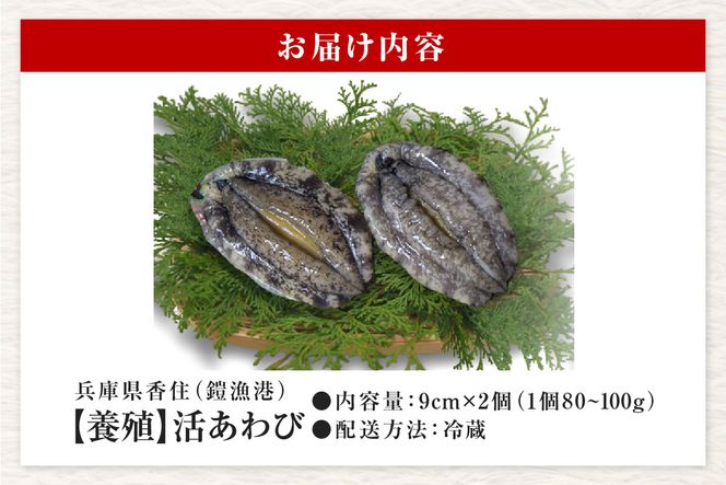 《12/21まで年内発送》【冷蔵 活あわび 養殖 9cm×2枚 160～200g (1個80～100g）】満点青空レストラン うまい！おせち2023に採用されました！アワビ 鮑 活アワビ あわび 海鮮貝 魚介 お刺身 BBQ バター焼き 新鮮 日本海 養殖 昆布 レシピ入り 人気 テレビ 紹介 話題 高級 香美町 香住 山陰 美嶋丸 13000円 20-11 ☆