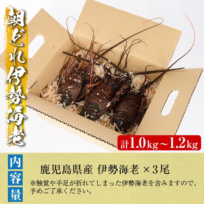 ＜先行予約受付中！2026年9月上旬以降順次発送予定＞期間・数量限定！鹿児島県産 伊勢海老(3尾・計1.0～1.2kg) 国産 鹿児島県産 海老 えび エビ 伊勢海老 刺身 海鮮 海の幸 海産物【福美丸水産】akn033-23