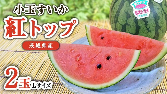 【 先行予約 】 希少品種 「 紅トップ 」 茨城県産 小玉 すいか  2玉入り Lサイズ スイカ  [AG003ci]