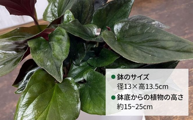 濃緑と赤紫のコントラストが美しい　シンゴニウム・チョコレート 糸島市 / cocoha / 観葉植物 グリーン 緑 インテリア[AWB039] 観葉植物 緑 グリーン 暮らし インテリア 植物 鉢 おしゃれ 室内 ギフト