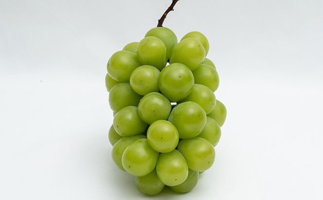 ぶどう 2026年 先行予約 シャイン マスカット 晴王 1房 （1房670g以上） 化粧箱入り マスカット ブドウ 葡萄  岡山県産 国産 フルーツ 果物 ギフト 贈答品 高級 大粒 種無し 贈り物 