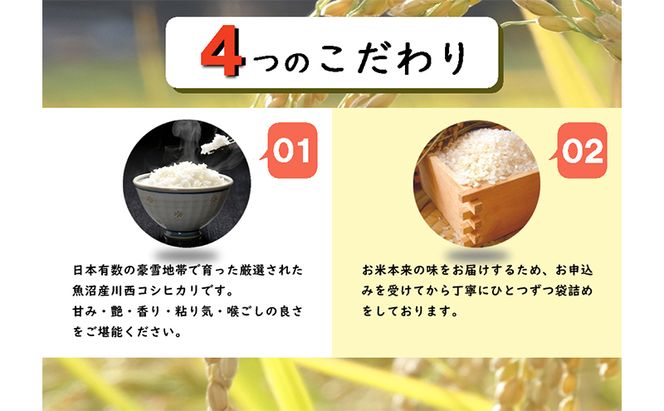 【定期便／12ヶ月】無洗米 魚沼産川西こしひかり5kg お米 コシヒカリ 魚沼産コシヒカリ 魚沼産こしひかり 