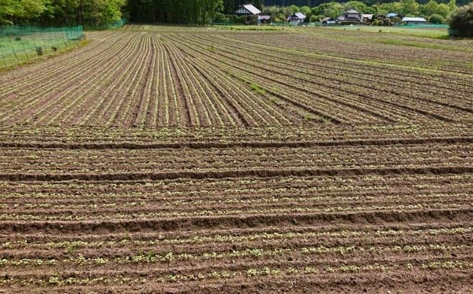 令和7年度 栃木県鹿沼市産 そば粉 1kg | 蕎麦 蕎麦粉 ガレット ※北海道・沖縄・離島への配送不可