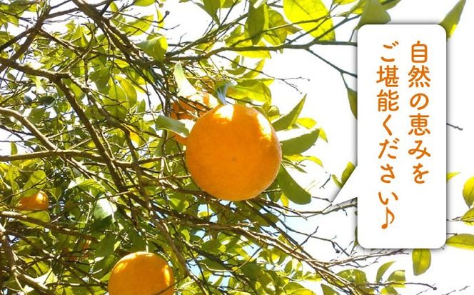 【先行受付】甘夏 5kg 【2026年3月下旬以降順次発送】【栽培期間中農薬・化学肥料不使用】 糸島市 / 大石ファーム [ATE044]