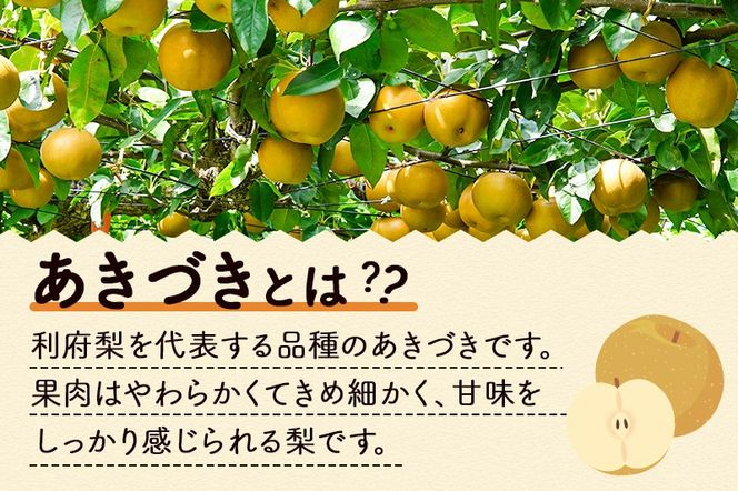 数量限定 利府梨（あきづき）5kg（10玉前後）先行受付 [先行予約 今が旬 甘い ブランド 梨 果物 フルーツ 美味 おいしい 宮城県 利府町 伊藤農園]|06_ine-010501