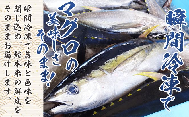 【3回定期便】まぐろ さいころサイズ(150ｇで2～3人前) 150g×5袋 - 定期便 国産 海鮮丼 漬け丼 煮物 鮪 マグロ カット済み 角切り 小分けパック 新鮮 魚介 産地直送 龍馬の海鮮隊 野島水産 高知県 香南市 Wnz-0069