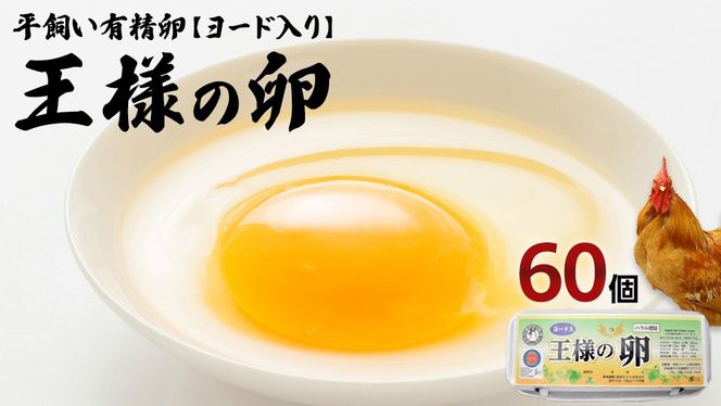 y錧vszl̗ [h 60 (55+ۏ5 )  n{ L Z  藑 ܂ [AU001us]