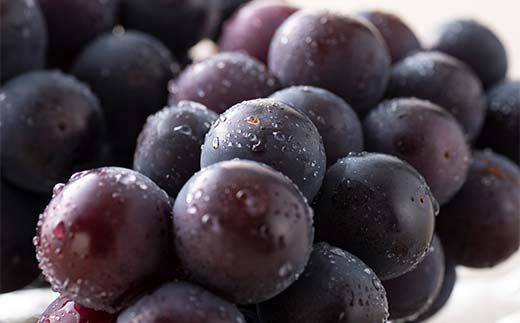 FYN6-060 《2026年先行予約》 ご家庭用 山形県産 シャインマスカット ピオーネ 2種詰合せ 約1.6kg(2～4房) 2026年8月下旬から順次発送 種無し ぶどう 葡萄 ブドウ マスカット 大粒 秋果実 果物 くだもの フルーツ 訳あり ワケアリ 家庭用 自宅用 産地直送 山形県 西川町 月山