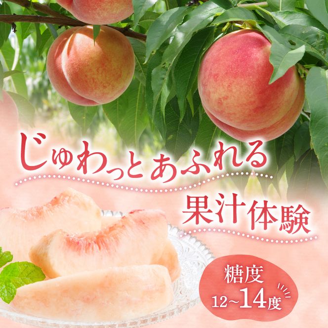 【先行予約：2026年8月中旬以降発送】フルーツ王国余市産「桃」 2kg【余市ふるさと納税推進センター】_Y160-0002