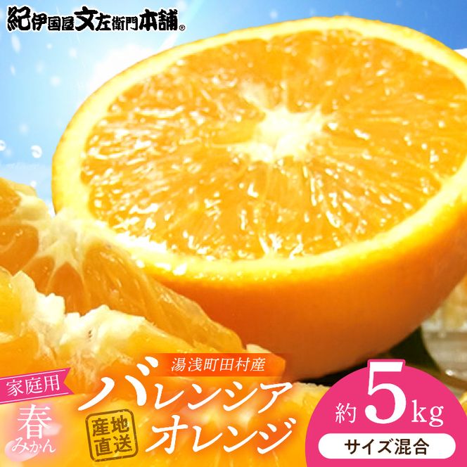 【2027年先行予約】バレンシアオレンジ 約5kg 湯浅町田村産 (無選別・果実サイズ混合・ご家庭用) 春みかん / 紀伊国屋文左衛門本舗_V7031