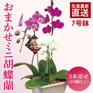 おまかせミニ胡蝶蘭（3本寄せ21輪以上）【陶器鉢】【お花 花 コチョウラン 胡蝶蘭 蘭 贈り物 プレゼント 誕生日 お祝い 誕生日 母の日 父の日 敬老の日 鹿嶋市 茨城県】(KAR-5)