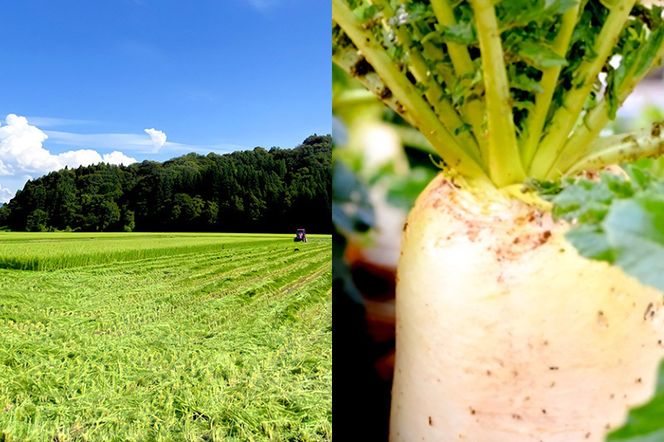 《予約受付》1月下旬～3月下旬に発送 いぶりがっこ 刻み 200g×2袋 株式会社がっこ クロネコゆうパケット|02_gkk-060201