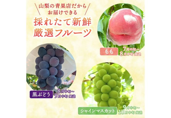【2026年発送】 厳選 旬のフルーツ定期便 【選べる 回数 種類 】  桃 シャインマスカット 黒ぶどう 果物 フルーツ くだもの 旬 もも ぶどう 高級 山梨 富士吉田 フルーツ 富士吉田