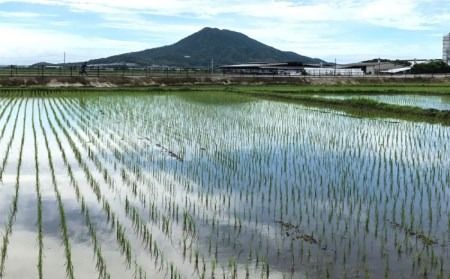 【白米・玄米から選択可能！】夢つくし 10kg ( 5kg × 2袋 ) 糸島市 / 糸島パッションフルーツ工房 [AVK002] 栽培期間中 農薬不使用 10kg 白米 米 玄米 お米 夢つくし