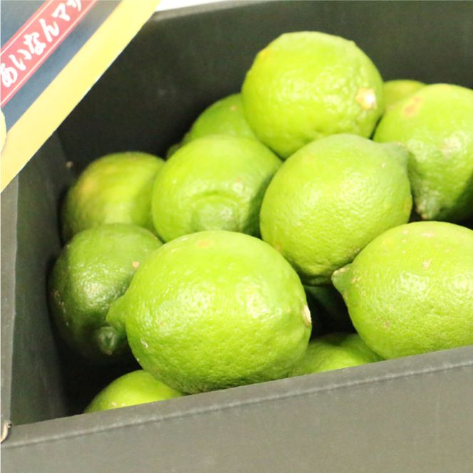 数量限定 先行予約 訳あり レモン 2.5kg 6000円 柑橘 檸檬 国産 れもん フルーツ 果物 果実 産地直送 農家直送 数量限定 期間限定 特産品 瀬戸内 ワックス 防腐剤 不使用 わけあり 人気 新鮮 少量 お試し レモネード 塩レモン レモン酢 レモンソース はちみつレモン レモンケーキ レモンスカッシュ レモンサワー レモン酎ハイ ビタミン 規格外 あいなんマザーズ 愛南町 愛媛県