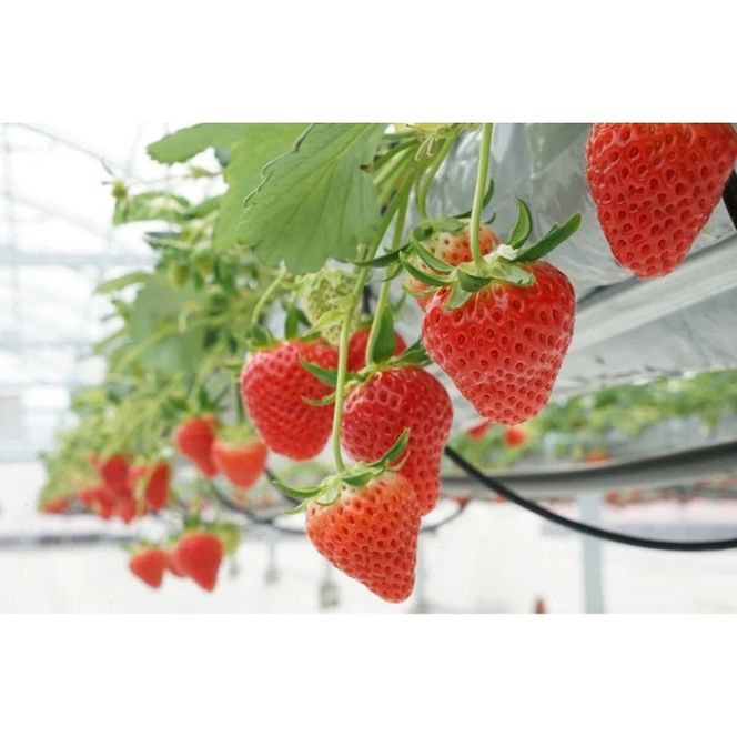 【3回定期便】【来シーズン予約受付】数量限定 幻の京都亀岡産 高級いちご【女峰】1箱分×3回定期便 ※化学肥料・農薬極力不使用《イチゴ 苺 いちご フルーツ 農家直送》 ※2026年1月中旬～5月下旬頃に順次発送予定