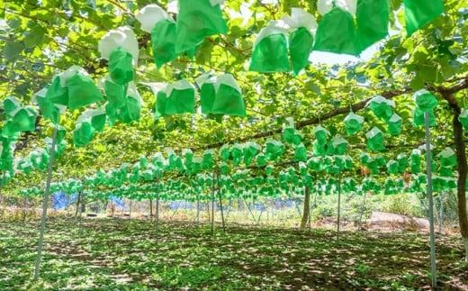 シャインマスカット 約1kg 約2kg 選べる内容量 ［おぶせファーマーズ］ 果物 フルーツ ぶどう 葡萄 数量限定 先行予約 長野 信州 令和7年産 【2025年9月上旬〜11月上旬発送】