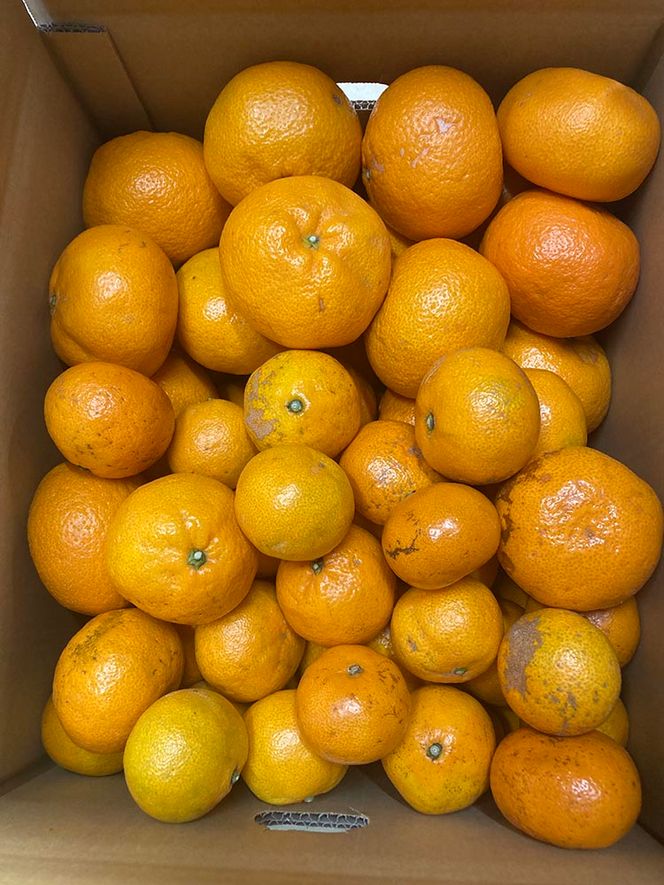 ちっちゃな 有田みかん こつぶみかん 5kg （3S～Sサイズ混合）| 小粒 光センサー選別 温州みかん みかん 柑橘 果物 くだもの フルーツ