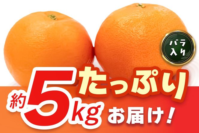 【2027年3月上旬より発送開始】にじゅうまる 約5kg バラ入り【佐賀県 みかん 柑橘 果物 くだもの フルーツ】(H116162)