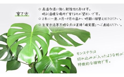 モンステラ 5号ポット 1点 家庭 で 園芸 鉢植え 苗 庭木 果樹 ガーデニング 植物 確実園 観葉植物 インテリア 植木鉢 [BG018us]