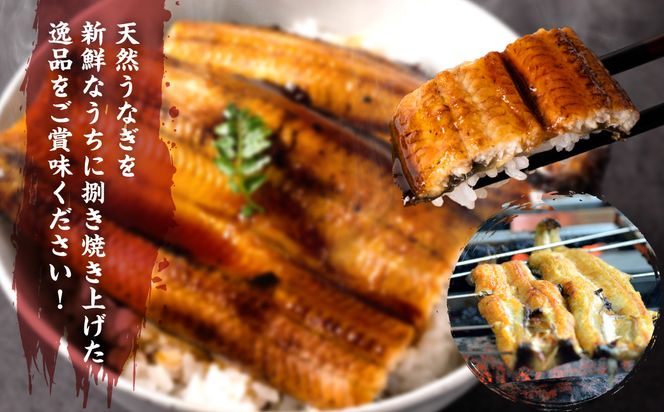 熊本県八代市産 天然うなぎ 白焼 (中) 2尾 合計300g前後 蒲焼のたれ付き 鰻 国産 蒲焼 ウナギ うなぎ 丑の日 冬が旬 冷凍 熊本県 八代市