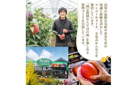 【先行予約】【令和8年産】 小夏 1.5kg 3kg フルーツ 果物 みかん 期間限定 旬 柑橘 ギフト プレゼント 贈答用 こなつ 日向夏 ニューサマーオレンジ デザート スイーツ ジューシー 甘酸っぱい 爽やか 初夏 高知特産 季節の味覚 家庭用 自宅用 贈り物 お取り寄せ 産地直送 メリーガーデン 高知県産 安芸市 高知県