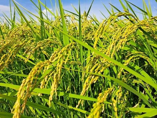 【令和7年産】【精米】コシヒカリ5kg｜茨城県常総市産　精米 米　お米　白米　ご飯　コメ こめ　こしひかり