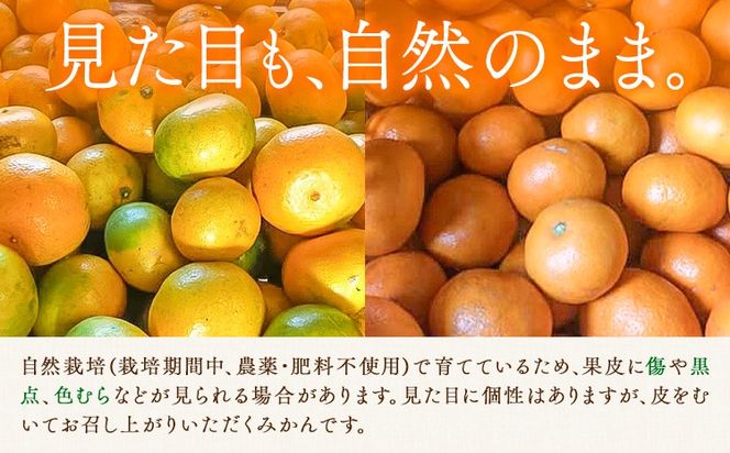 温州みかん 選べる内容量 2kg 3kg 5kg 池田農園《11月上旬-12月末頃出荷》熊本県 玉名郡 玉東町 みかん ミカン 柑橘 フルーツ 果物 自然栽培 栽培期間中農薬・肥料不使用---gkt_ikd_7_2kg---