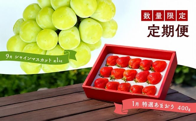 定期便 2回 うるう農園 2027年1月発送 特選 あまおう 400g ゆう美果樹園 2027年9月発送 シャインマスカット 1～3房 約1kg ※配送不可：離島