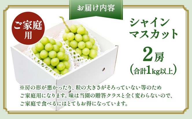 ぶどう 2026年 先行予約 ［ご家庭用］ シャイン マスカット 2房（合計1kg以上）  ブドウ 葡萄  岡山県産 国産 フルーツ 果物 OEC KINGDOM ぶどう家 果物類 