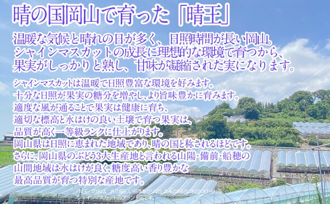 2026年予約受付中【2回定期便】シャインマスカット晴王2房 約1.4kg 7月8月に出荷 人気 岡山県産 種無し 皮ごと食べる みずみずしい  フレッシュ 晴れの国 おかやま 果物大国 ハレノフルーツ