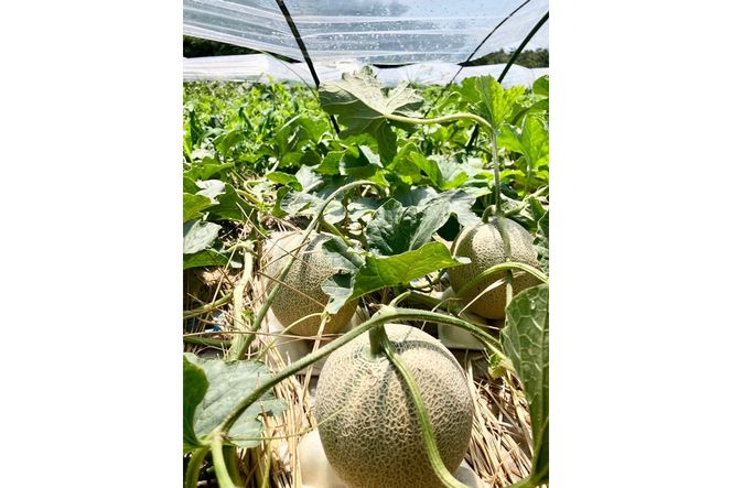 【ふるプレ限定品】【特別寄附額】【先行予約】京丹後・俵野産 砂丘メロン 2L以上 1玉（2026年7月下旬～発送）　IU00001P