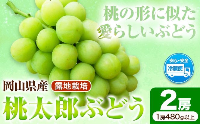 岡山県産桃太郎ぶどう 2房（480g以上）露地栽培 先行受付 《9月上旬-10月下旬頃出荷》【配送不可地域あり】---H-68---