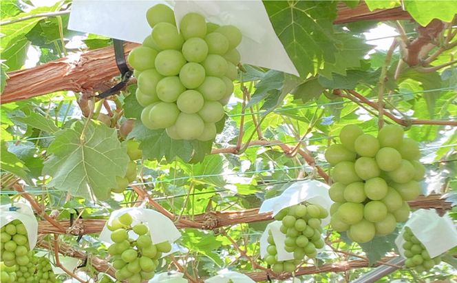 ぶどう 2026年 先行予約 シャイン マスカット 晴王 2房（合計約1.1kg） ブドウ 葡萄  岡山県産 国産 フルーツ 果物 ギフト デザート 食後 酸味が少ない 産地直送 