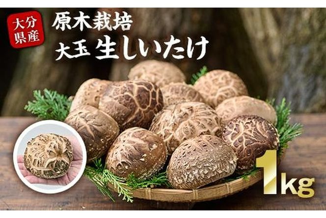 y啪sz؍͔|̑ʐi1kgjBY 啪Y Y  ő ő VC^P   VC^P ؂ syFR03zy̒őz