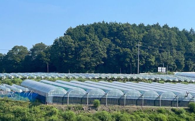 訳あり 瀬戸ジャイアンツ 2房 合計1.0kg以上 産地直送 朝採れ ぶどう 葡萄 岡山 Kawahara Green Farm 岡山県産 2026年 先行予約