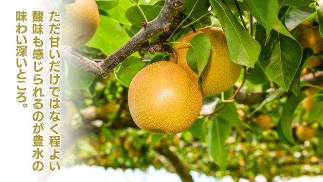 《 先行予約 》豊水 10～20玉 ( 約5kg ) 【 2026年8月下旬発送開始】 フルーツ 果物 なし ナシ 旬 新鮮 旬 期間限定 甘い 国産 [DV002us]