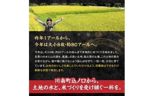 ※選べる内容量・発送回数※　宮崎県産　早期コシヒカリ（精米）3kg/5kg 【 令和8年産 米 お米 白米 精米 国産 宮崎県産 こしひかり おにぎり 】ⅠⅧ [B13301 B13301t3 B13302 B13302t3]