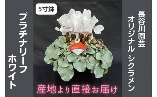【先行予約】【長谷川園芸】オリジナル品種 シクラメン プラチナリーフ ５寸 ホワイト 【冬のギフト  フラワーギフト クリスマス 鉢花】(AT102)