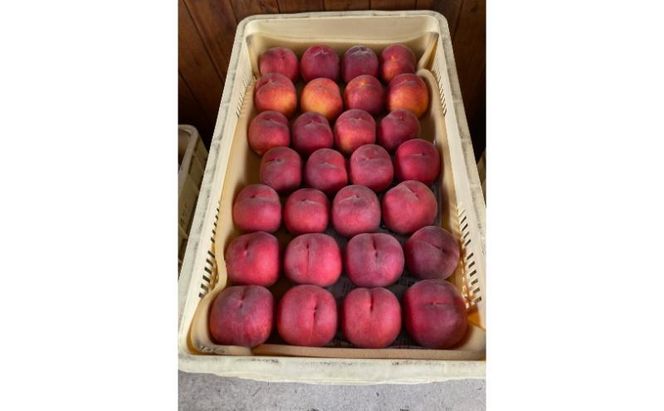 【2026年8月発送】品種おまかせ（白鳳、あかつき、なつっこなど）秀品 約3kg 6～11玉 桃 もも 果物 信州 長野