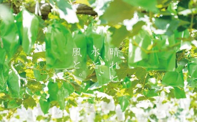 訳あり 瀬戸ジャイアンツ 2房 合計1.0kg以上 産地直送 朝採れ ぶどう 葡萄 岡山 Kawahara Green Farm 岡山県産 2026年 先行予約