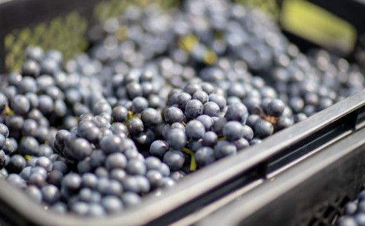 大迫佐藤葡萄園ツヴァイゲルト2本セット（赤・ロゼ・干しぶどう） 【1395】