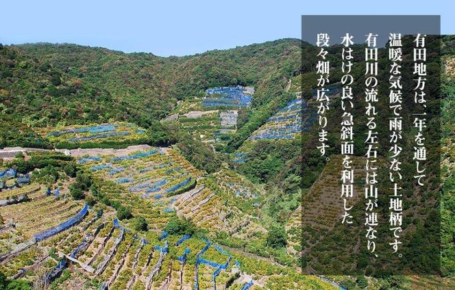 不知火 とにかく 小玉 箱込 7.5kg(内容量約 6.8kg) 秀優品混合 和歌山県産 産地直送［みかんの会］ 	AX245