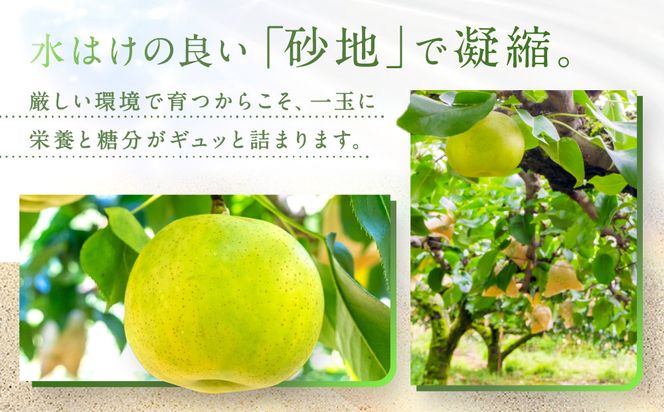 二十世紀梨 訳あり 3キロ（砂丘のなし屋さん） 312011_CF003